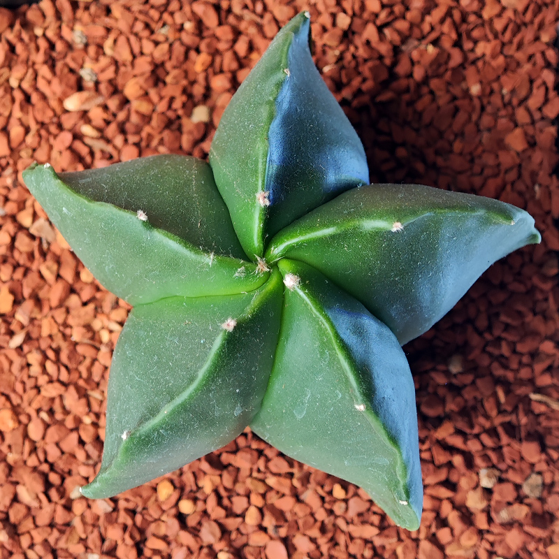 Astrophytum myriostigma v. nudum