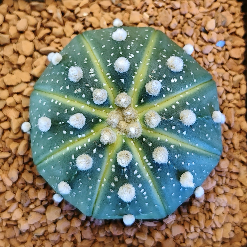 Astrophytum asterias 'Lem.'