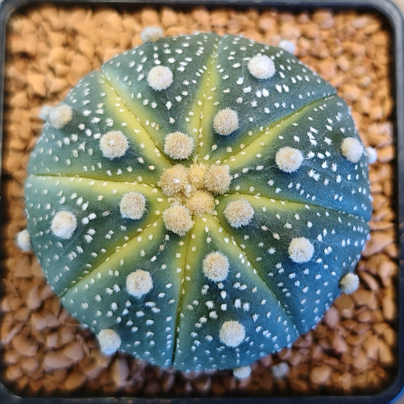 Astrophytum asterias 'Lem.'