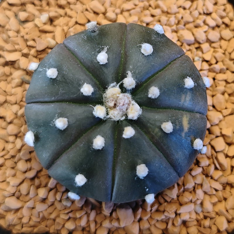 Astrophytum asterias 'Purple Skin'