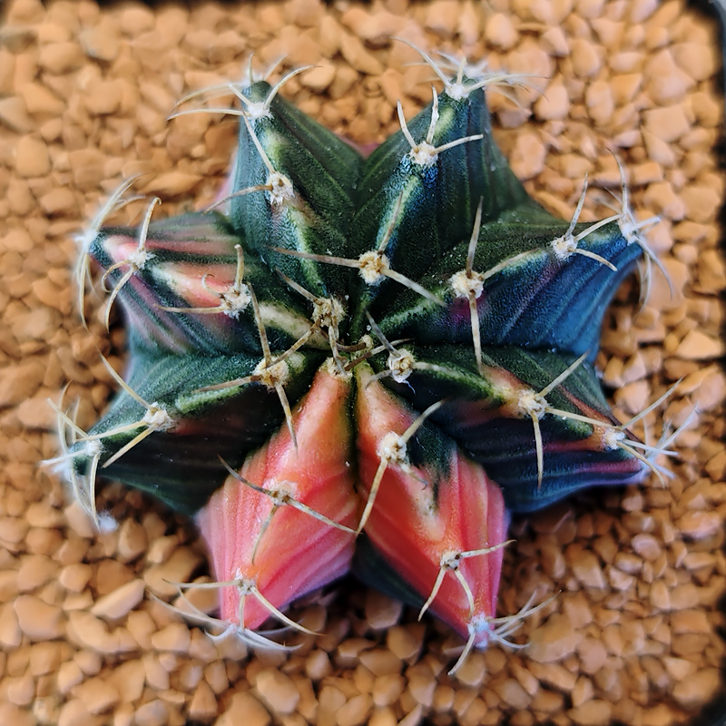 Gymnocalycium friedrichii f. variegata