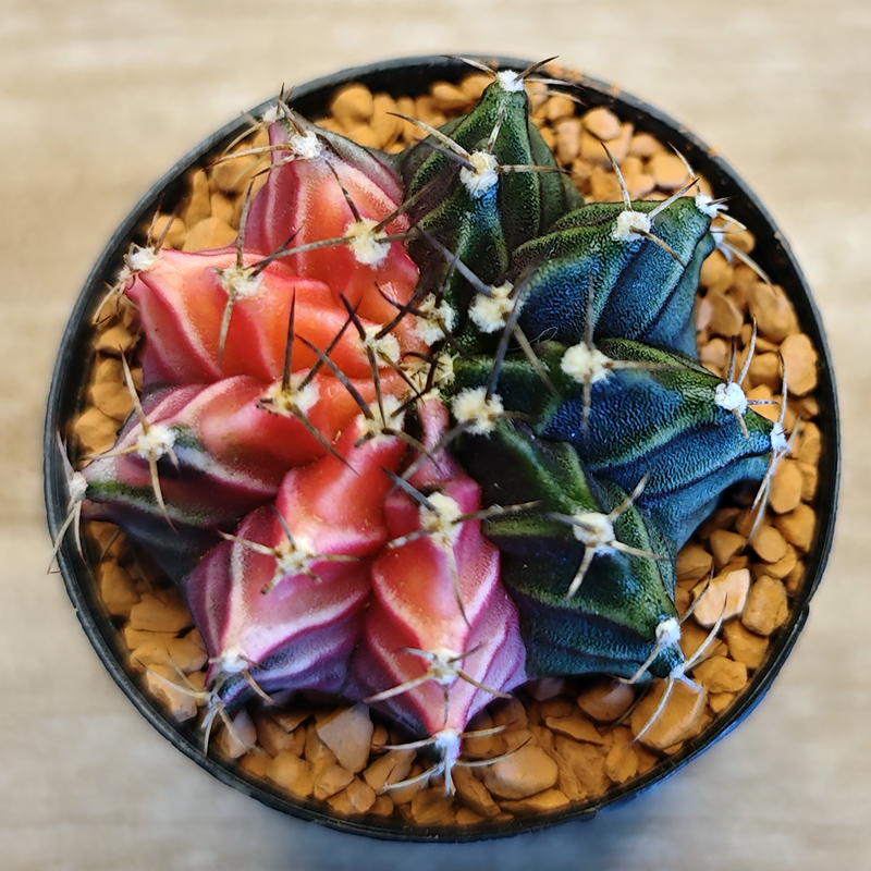 Gymnocalycium friedrichii f. variegata