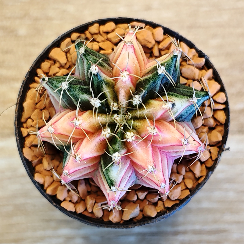 Gymnocalycium mihanovichii LB2178 f. variegata