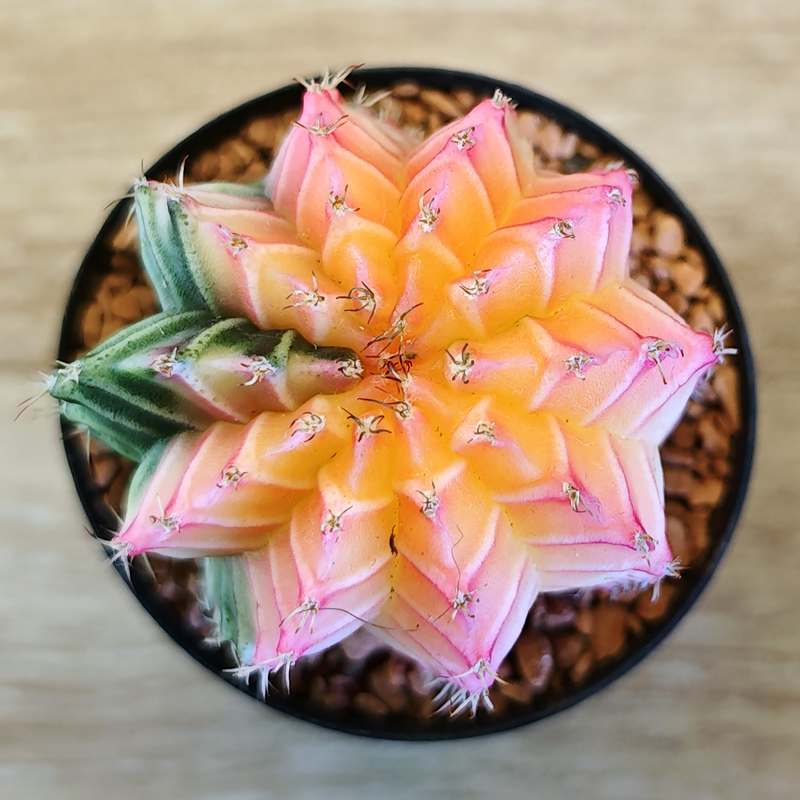 Gymnocalycium mihanovichii f. variegata