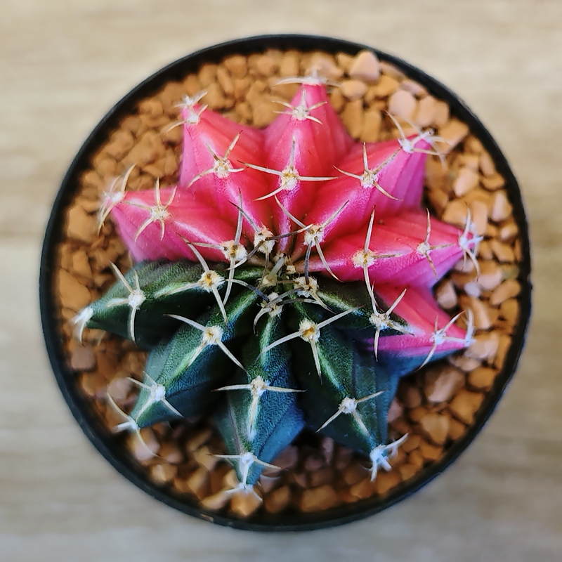 Gymnocalycium friedrichii LB2178 f. variegata