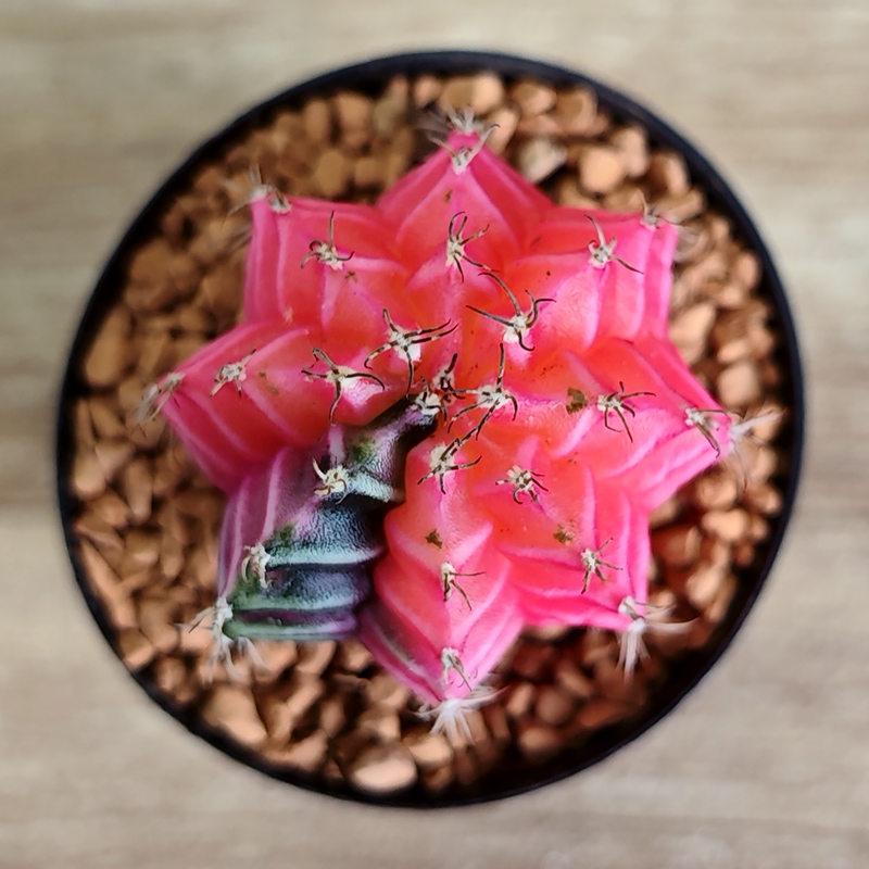 Gymnocalycium mihanovichii f. variegata