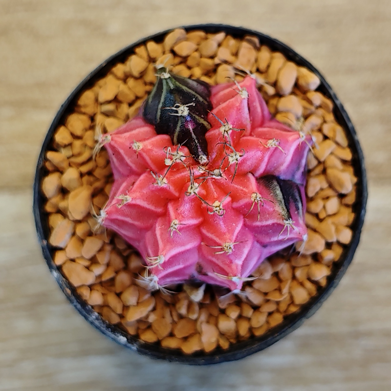 Gymnocalycium mihanovichii f. variegata