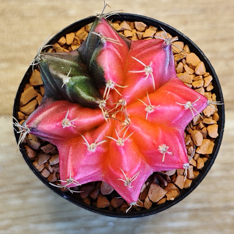 Gymnocalycium mihanovichii f. variegata