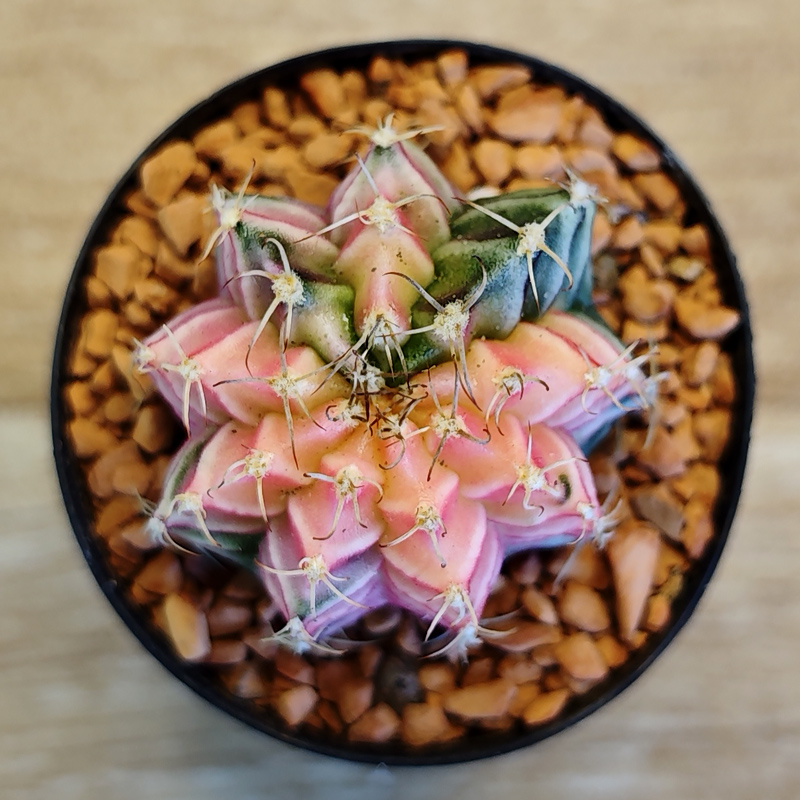 Gymnocalycium friedrichii f. variegata