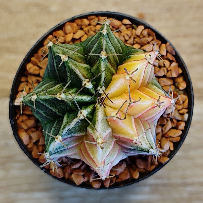 Gymnocalycium friedrichii f. variegata