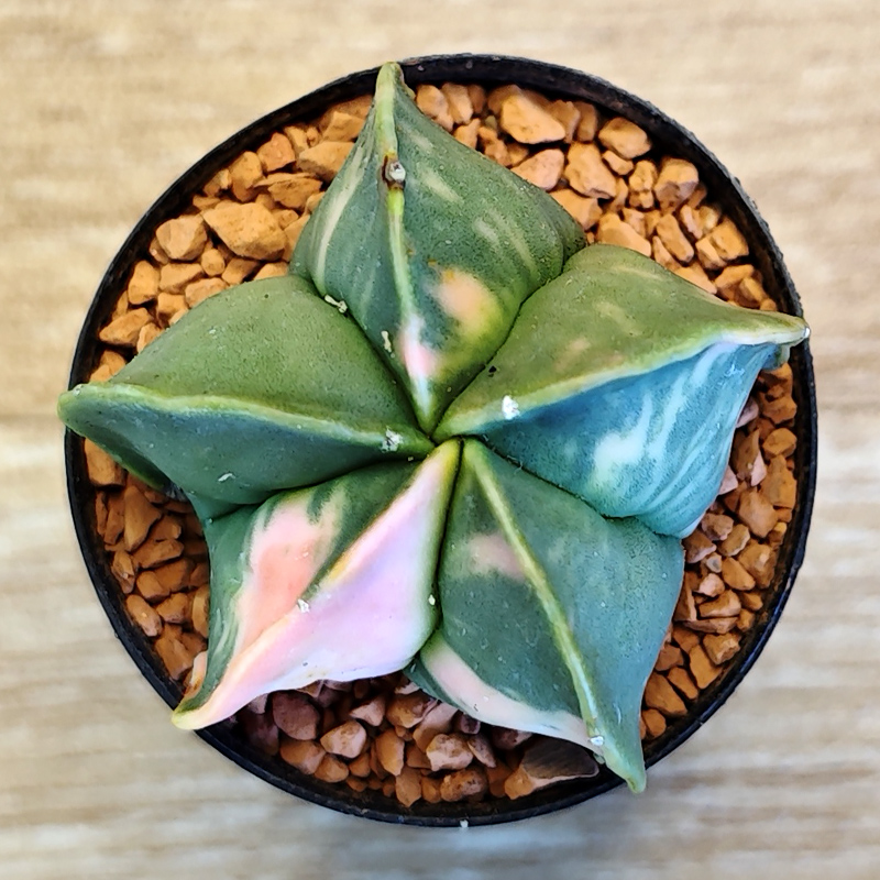 Astrophytum myriostigma v. nudum f. variegata