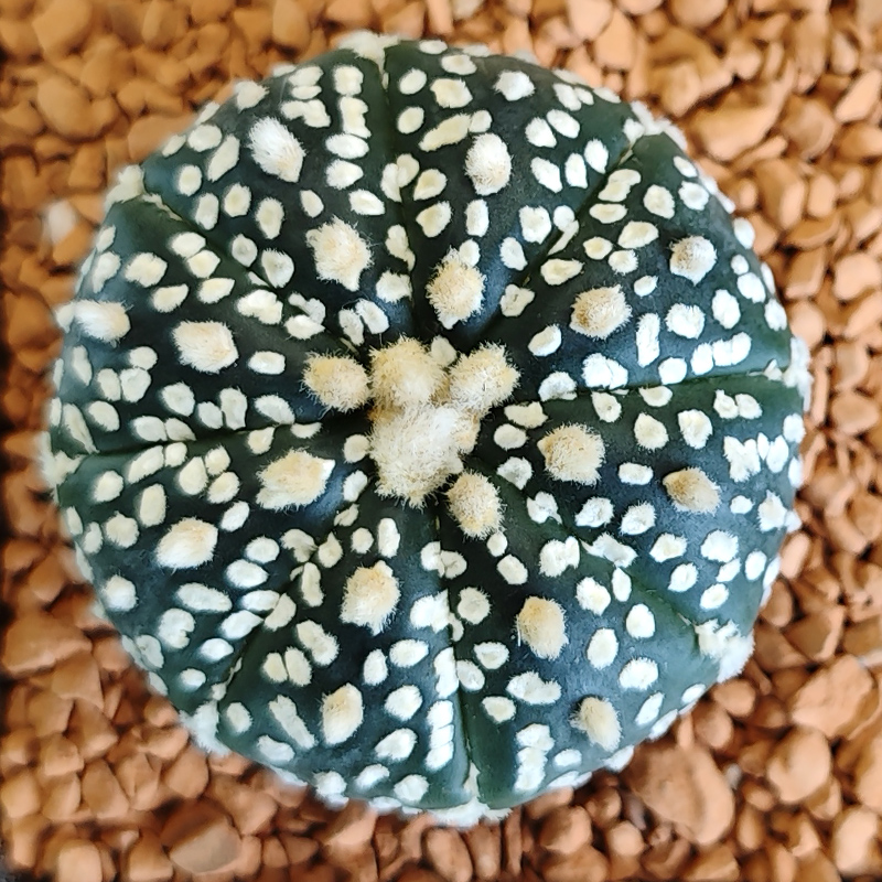 Astrophytum asterias 'Super Kabuto'