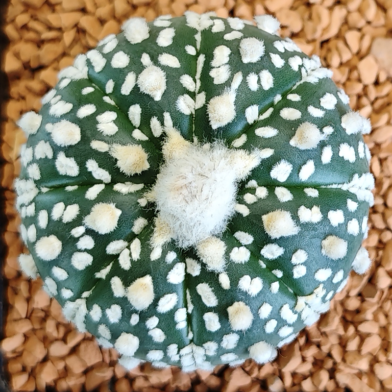 Astrophytum asterias 'Super Kabuto'