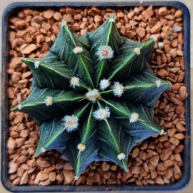 Gymnocalycium mihanovichii v. fredrichii