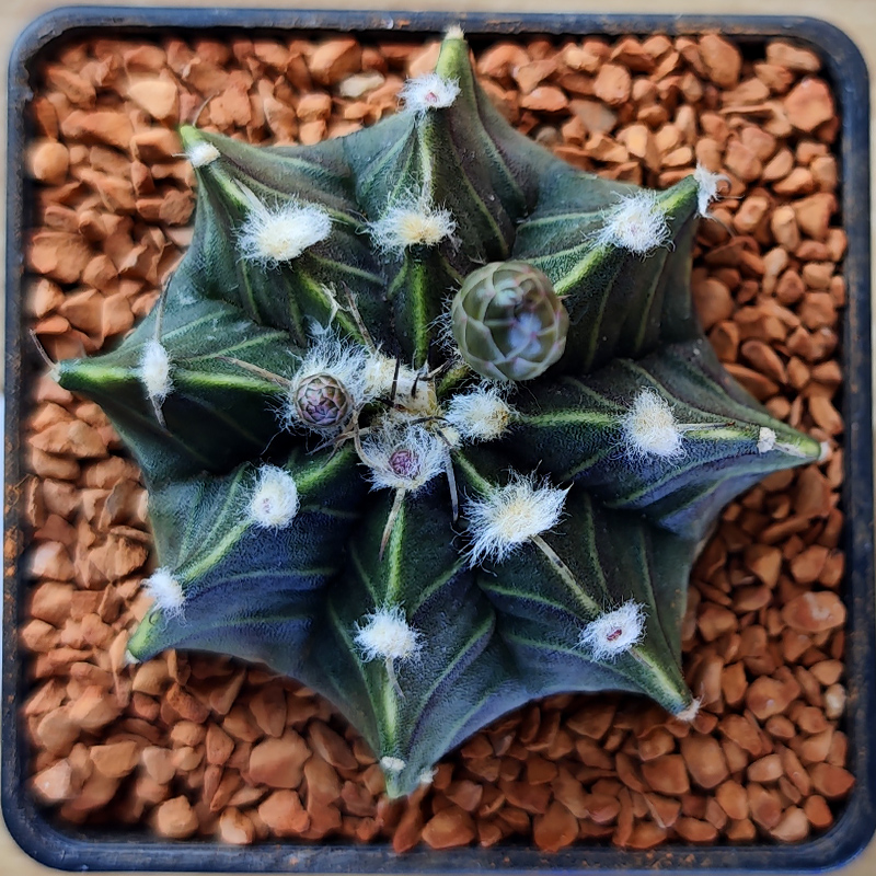Gymnocalycium mihanovichii v. fredrichii