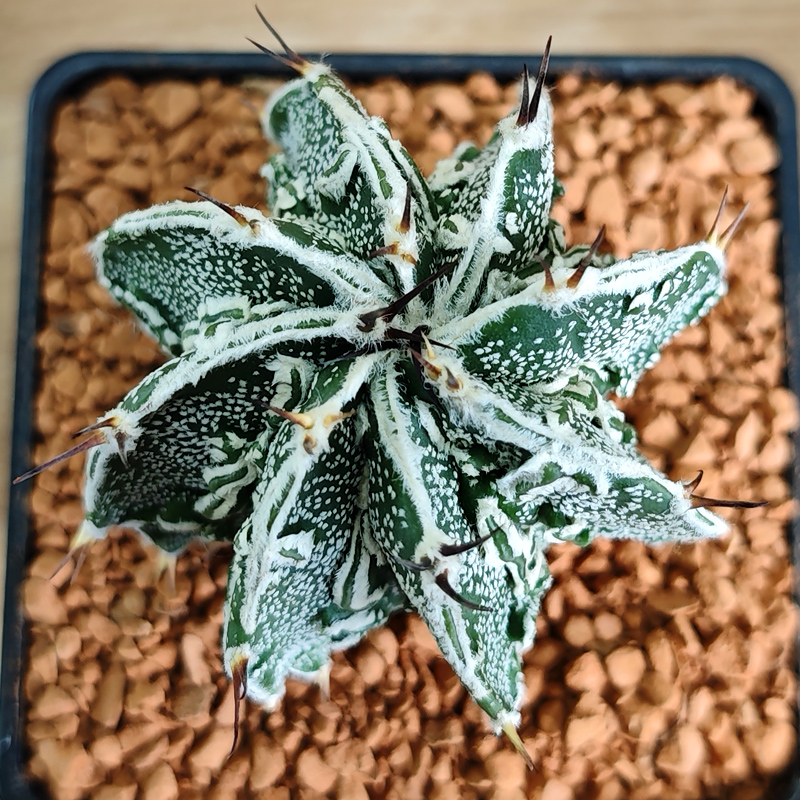 Astrophytum asterias 'Fukuryu'