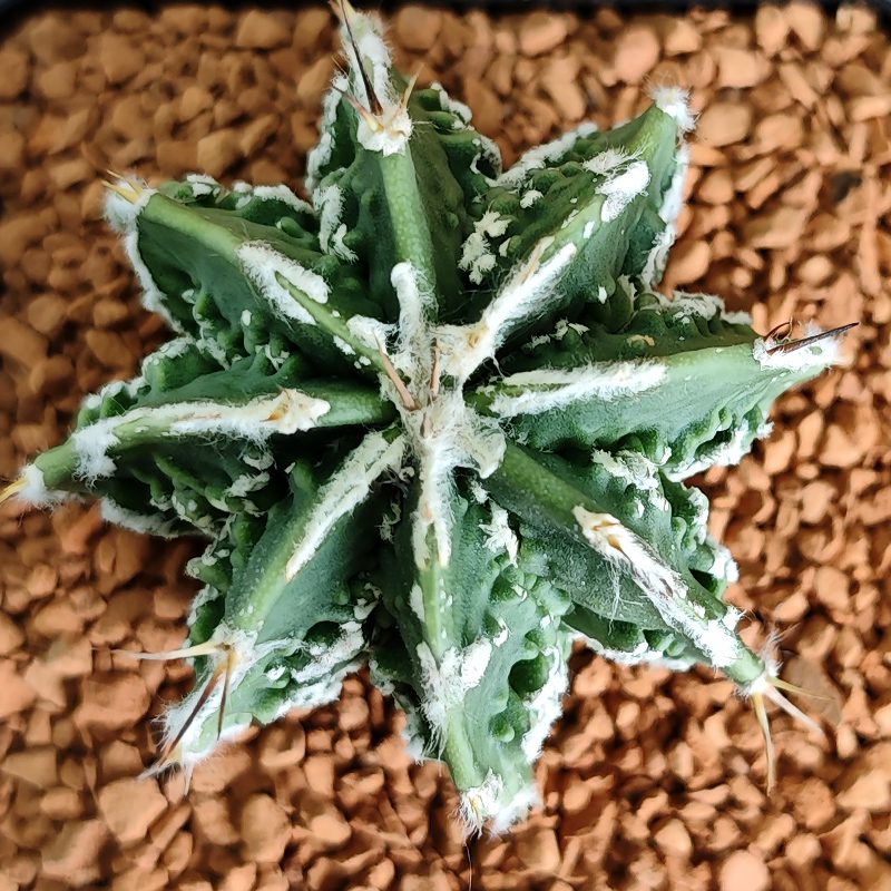 Astrophytum asterias 'Fukuryu Hannya'