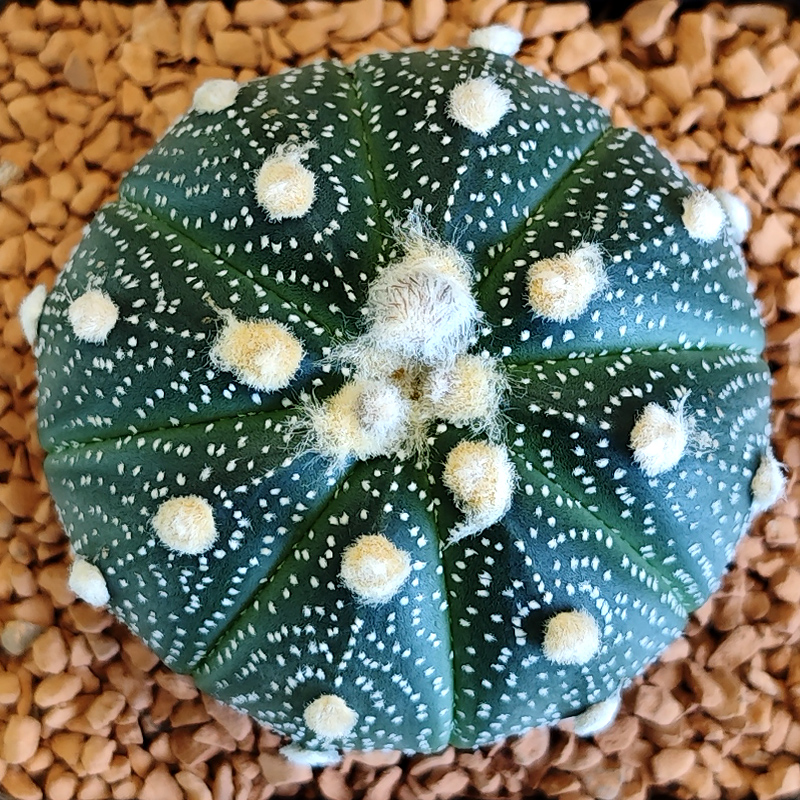 Astrophytum asterias
