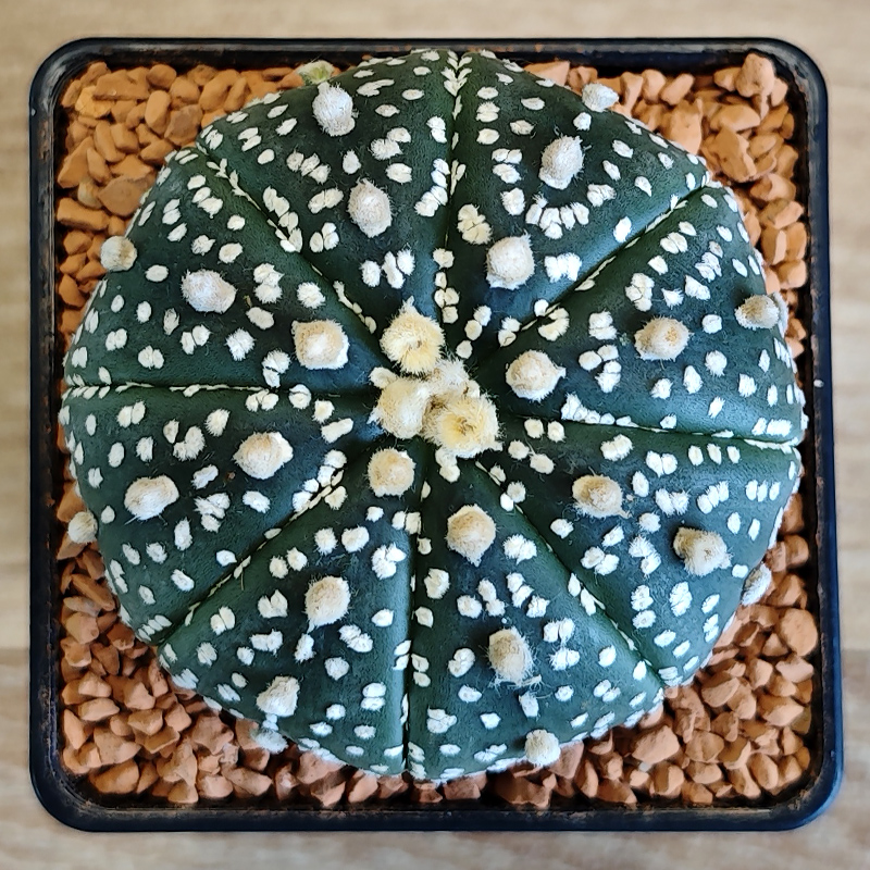 Astrophytum asterias 'Super Kabuto'
