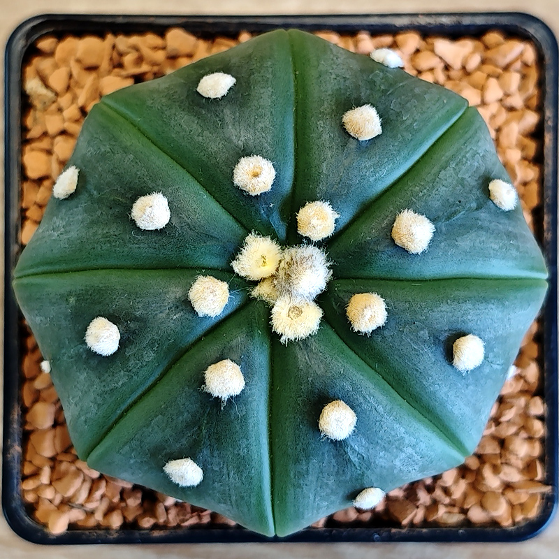 Astrophytum asterias v. nudum
