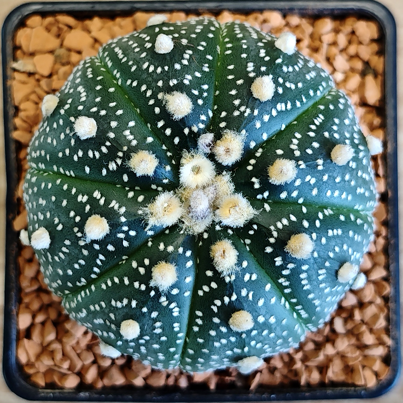 Astrophytum asterias