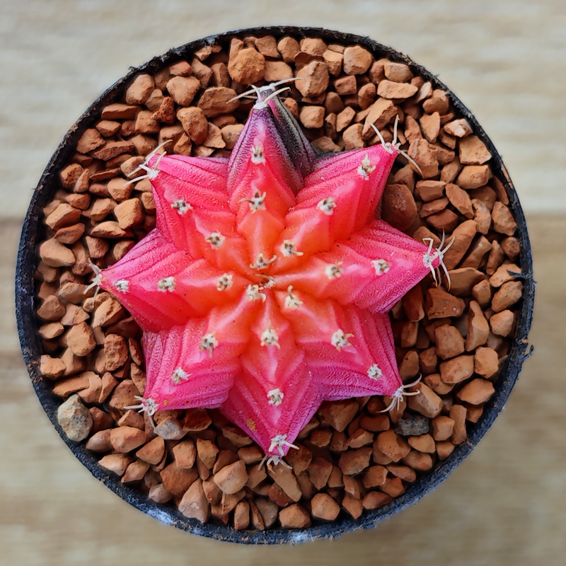 Gymnocalycium mihanovichii f. variegata