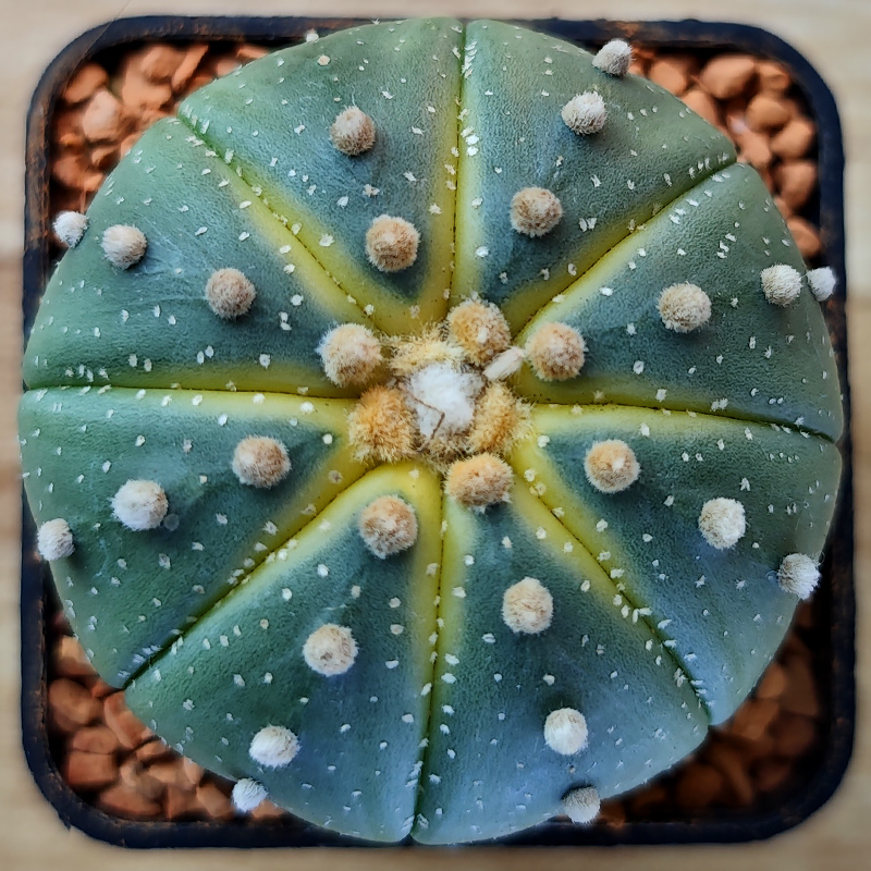 Astrophytum asterias 'Lem.'