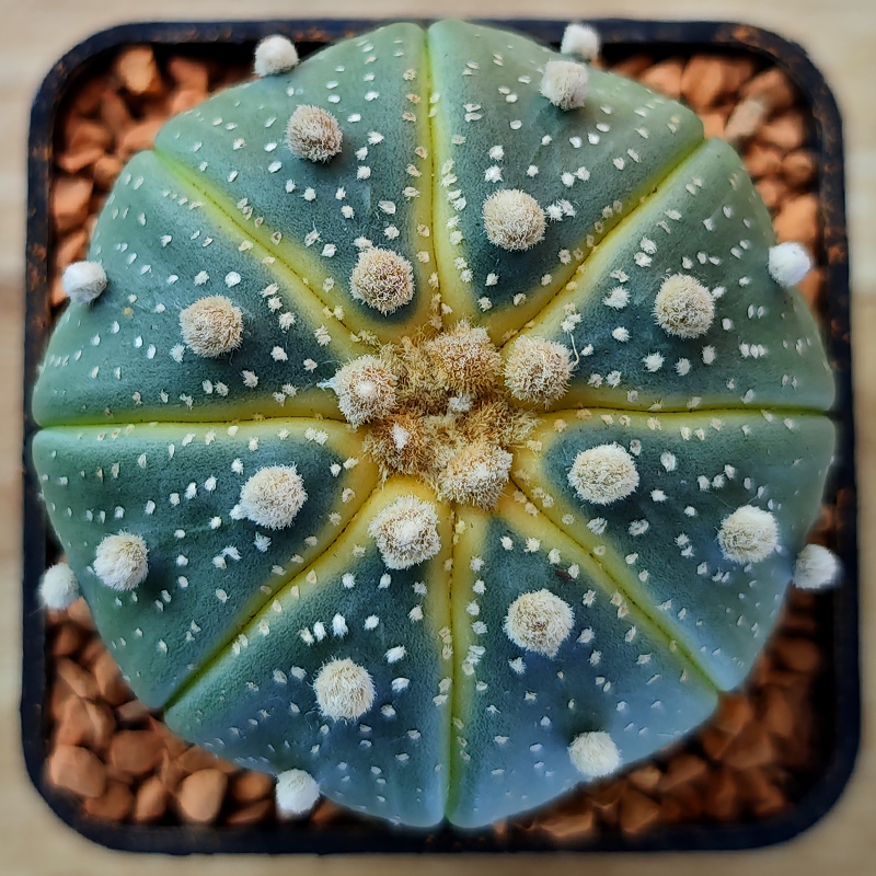 Astrophytum asterias 'Lem.'