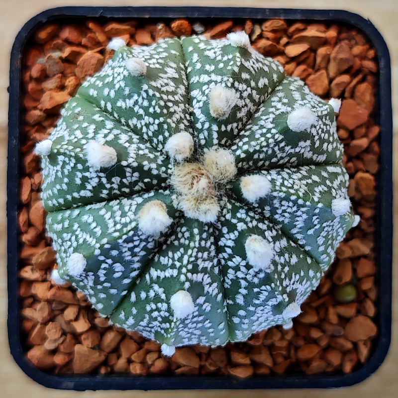 Astrophytum asterias hybrid