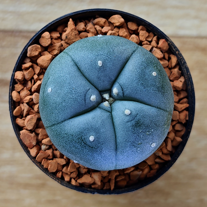 Lophophora williamsii
