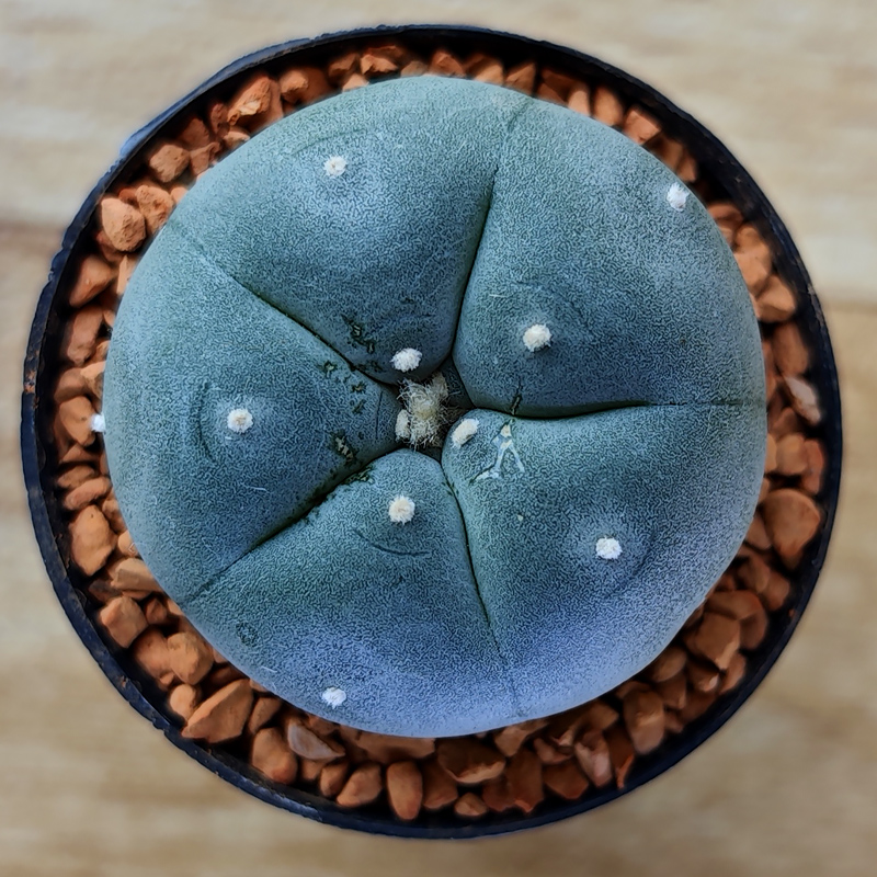 Lophophora williamsii