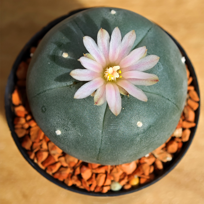 Lophophora williamsii