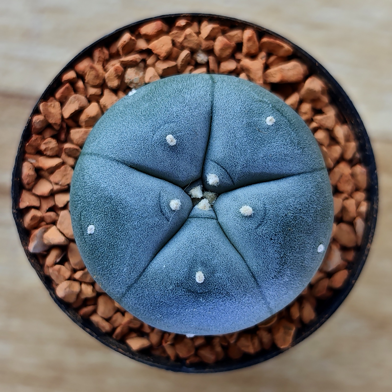 Lophophora williamsii
