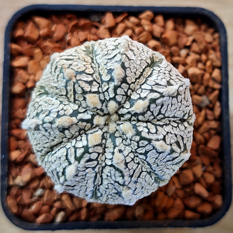 Astrophytum asterias 'Super Kabuto'