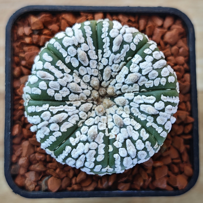 Astrophytum asterias 'Super Kabuto'