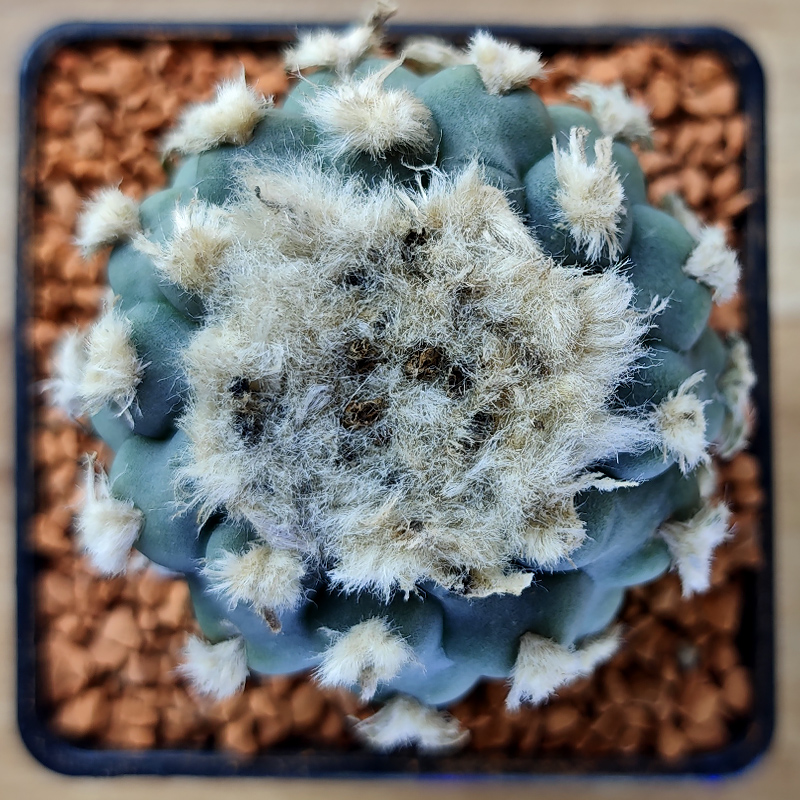 Lophophora viridescens?