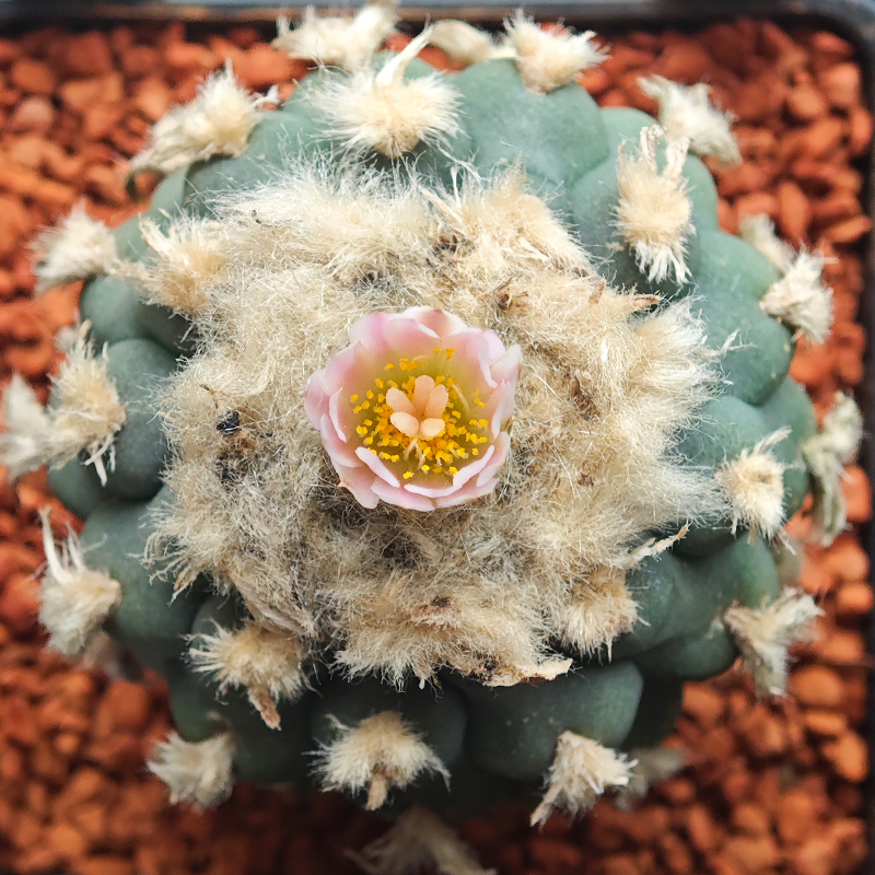 Lophophora viridescens?