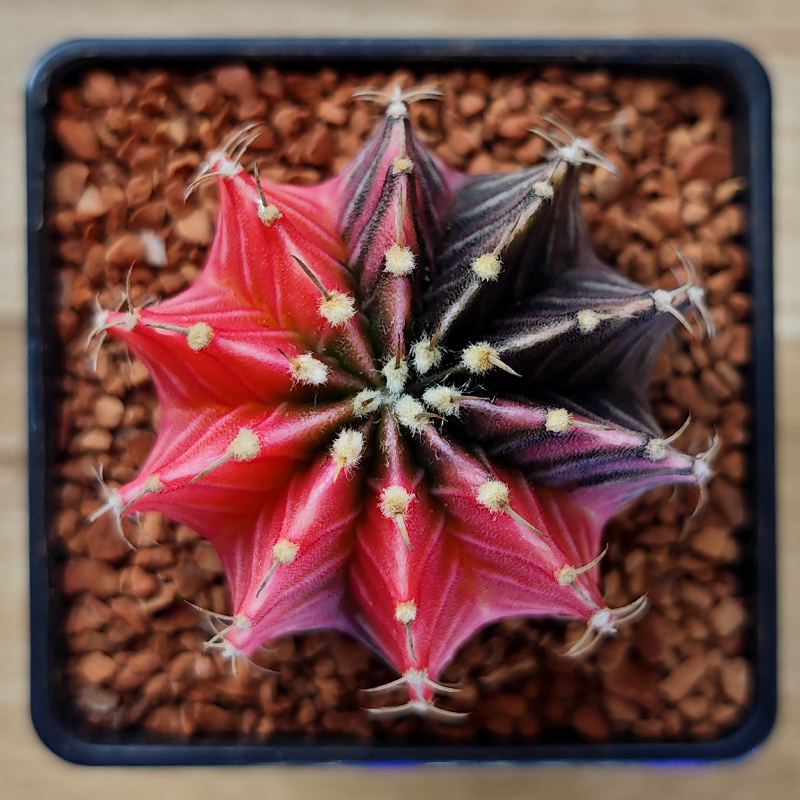 Gymnocalycium mihanovichii f. variegata