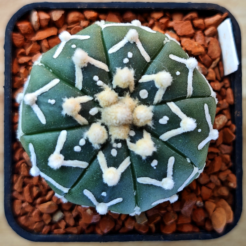 Astrophytum asterias 'Super Kabuto V-type' v. nudum