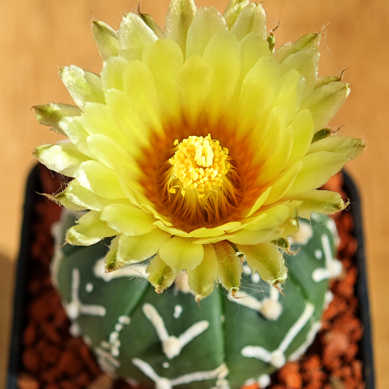 Astrophytum asterias 'Super Kabuto V-type' v. nudum