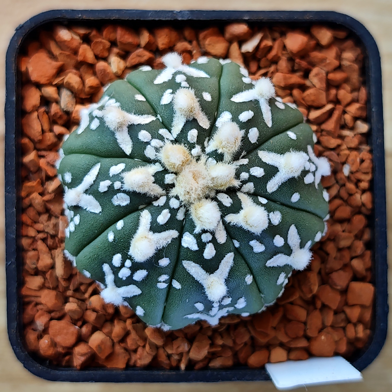 Astrophytum asterias 'Super Kabuto V-type' v. nudum