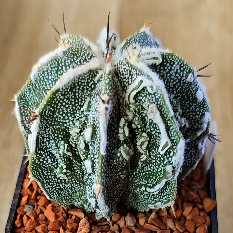 Astrophytum ornatum 'Fukuryu'