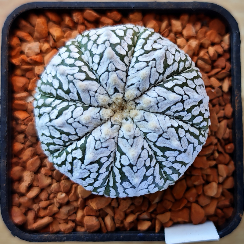 Astrophytum asterias 'Super Kabuto V-type'