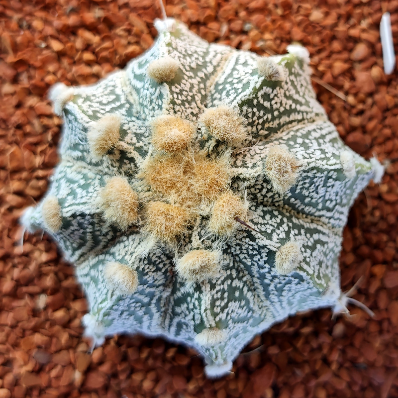 Astrophytum niveum x asterias 'Oibo Akabana'