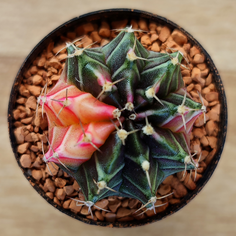 Gymnocalycium mihanovichii f. variegata
