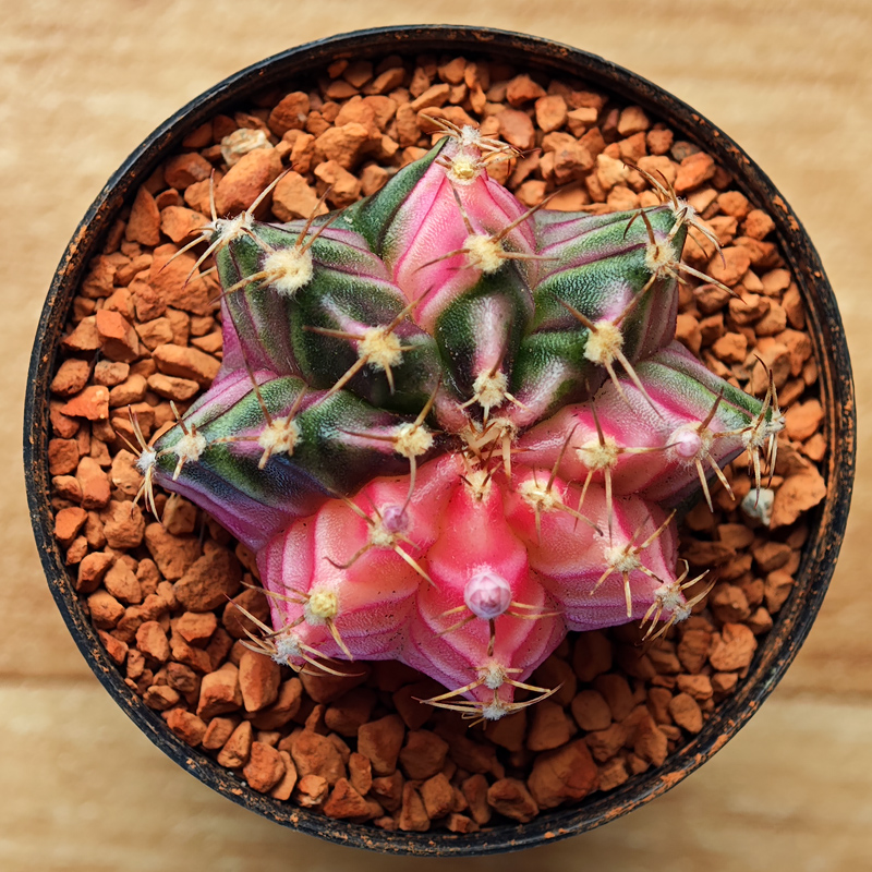 Gymnocalycium mihanovichii f. variegata