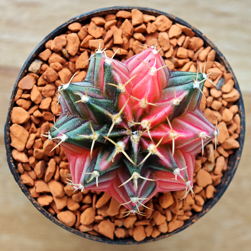 Gymnocalycium mihanovichii f. variegata