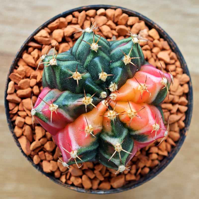 Gymnocalycium mihanovichii f. variegata