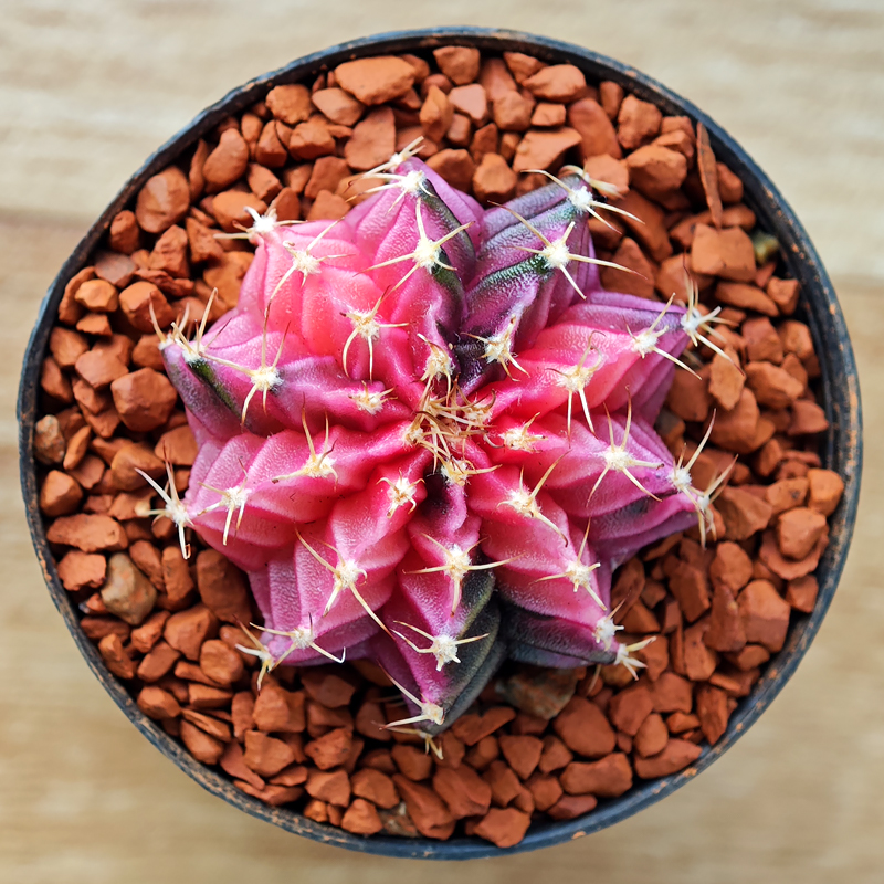 Gymnocalycium mihanovichii f. variegata