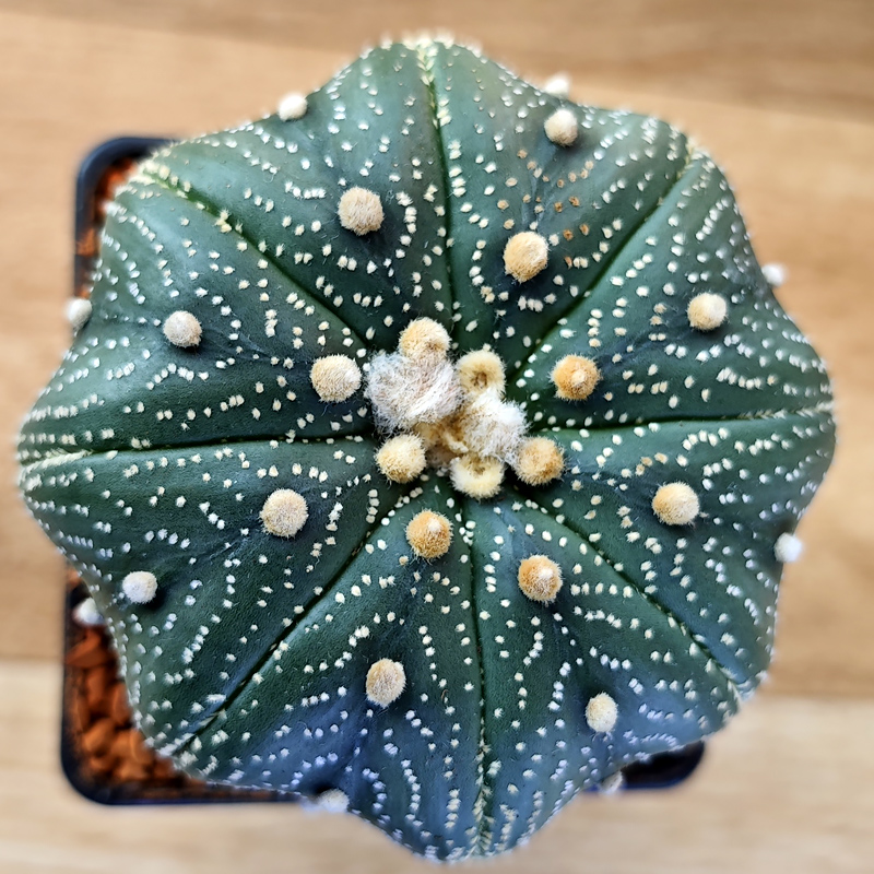Astrophytum asterias 'Star Shape'
